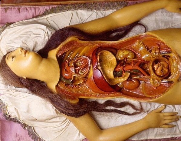 anatomicalvenus4ofnphsnfg_465_598_int